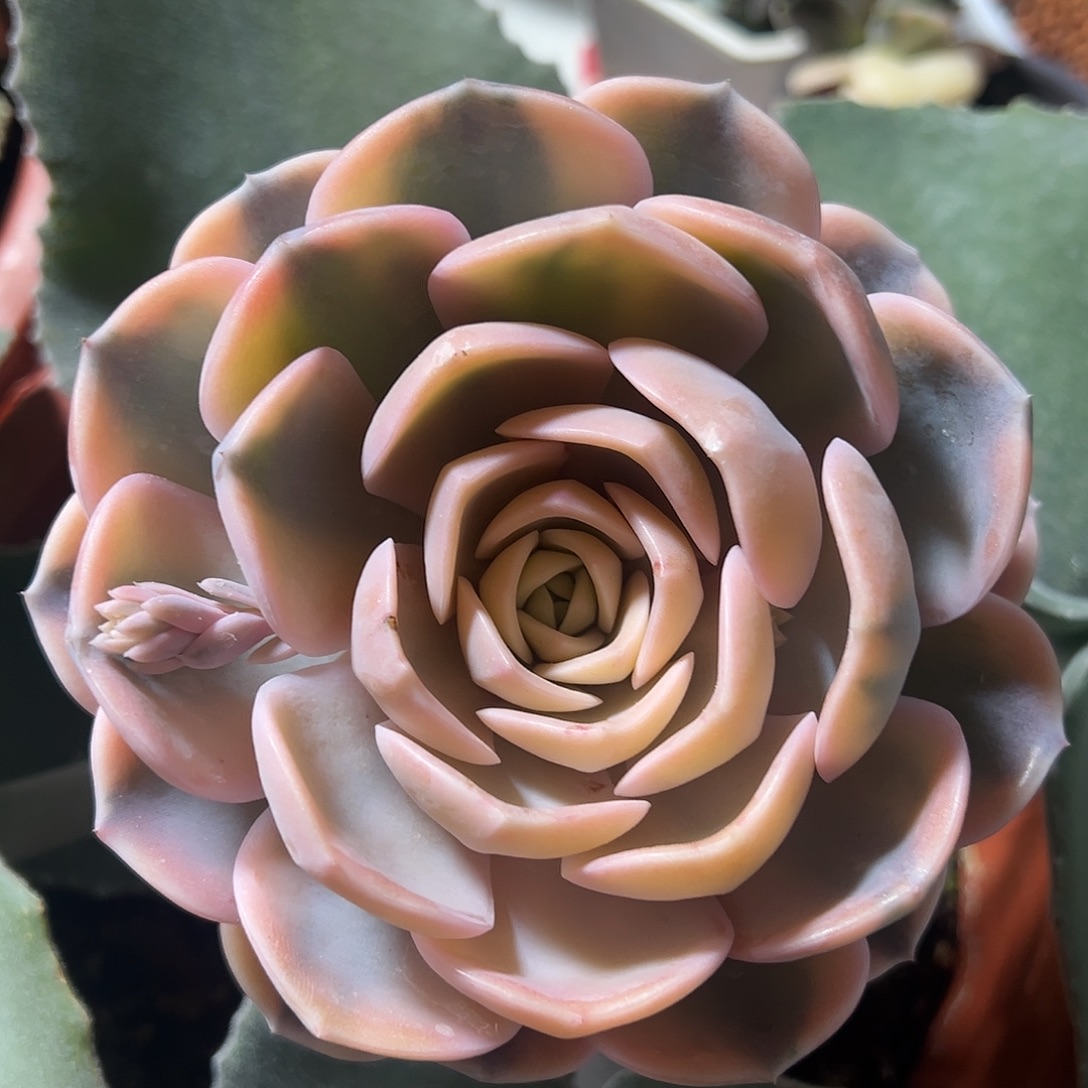 汉堡锦嫁接多肉植物