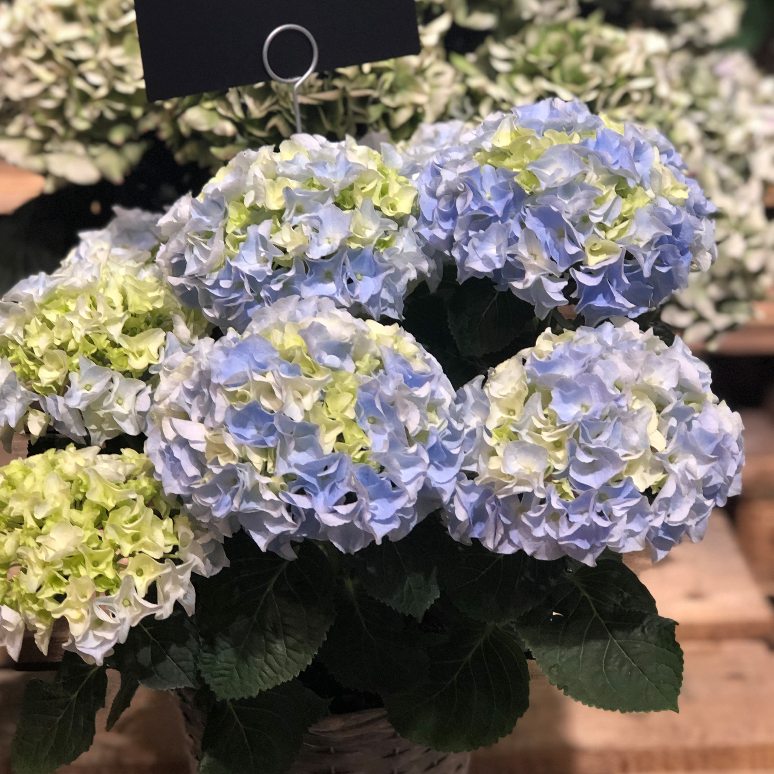 原野先生花园（2加仑 你好，山脉）阳台庭院露台花园植株庭院花