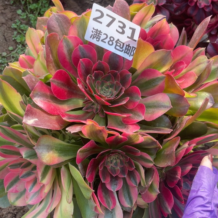 2731一号棚雅典娜C