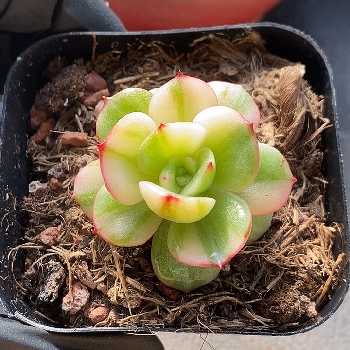 三文鱼拉丝复轮锦多肉