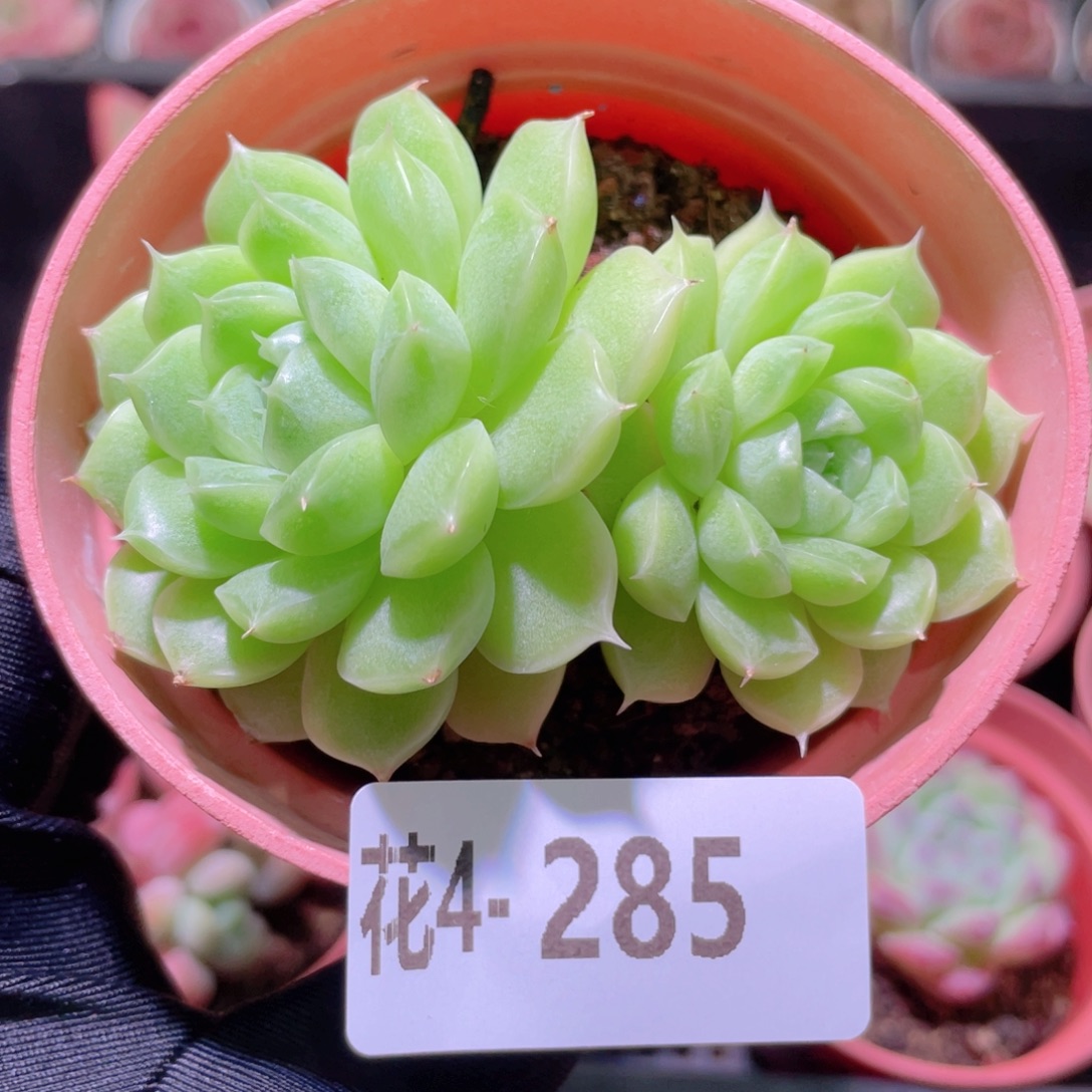 花利美 4-285麦秆双头