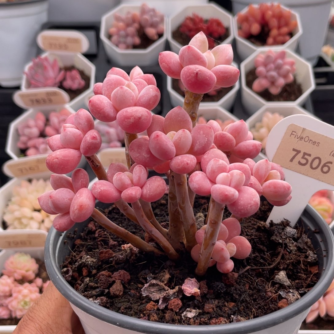 樱花洛神7506-10.0厘米