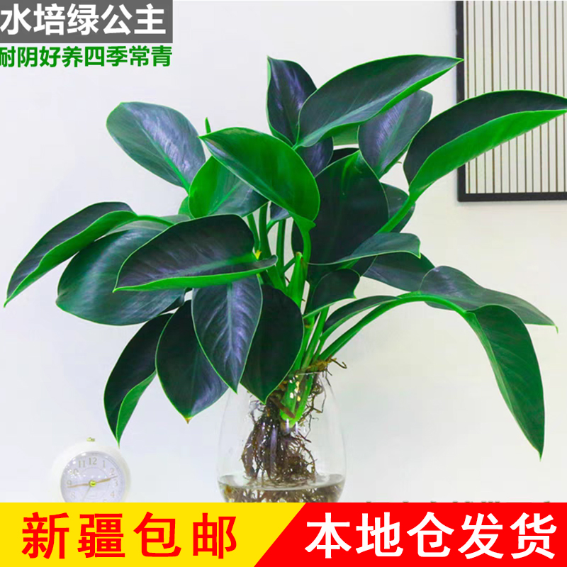 新疆包邮大叶金钻盆栽室内好养水培植物办公室客厅四季易养活