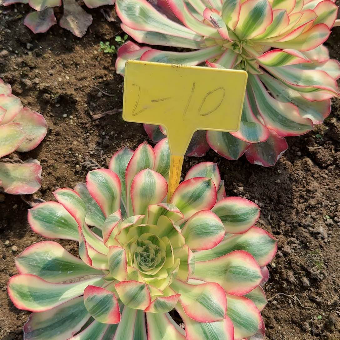 2-10爱丽丝多头多肉