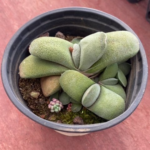 卧牛群生9仙人球