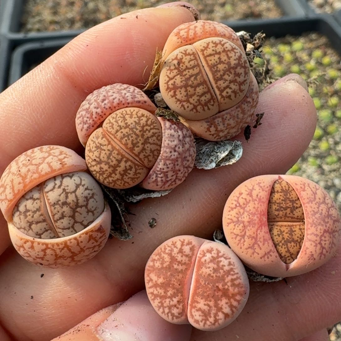 1043五颗粉一箭之遥0000