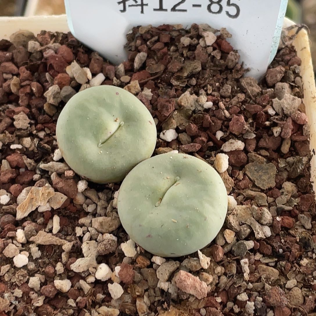 12-85嘴多肉植物肉锥