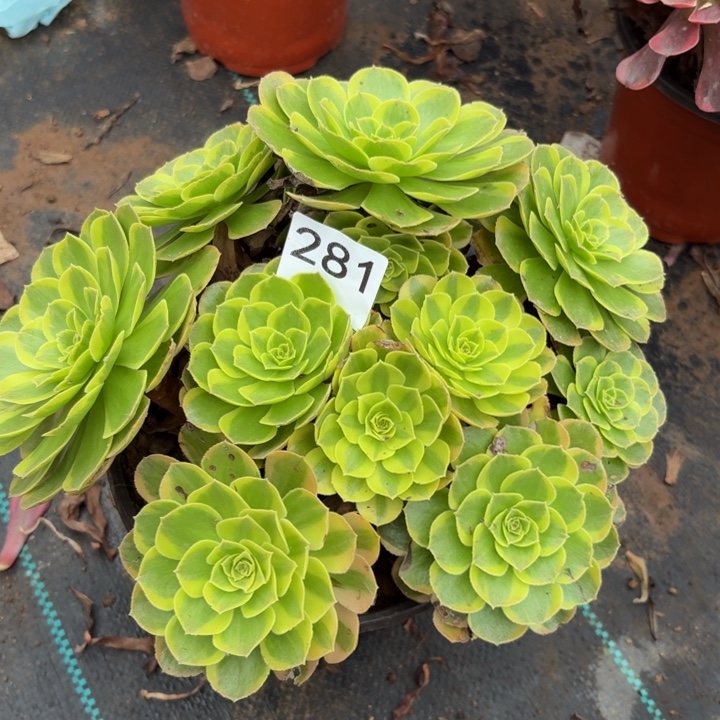 奶白多肉植物不包损281