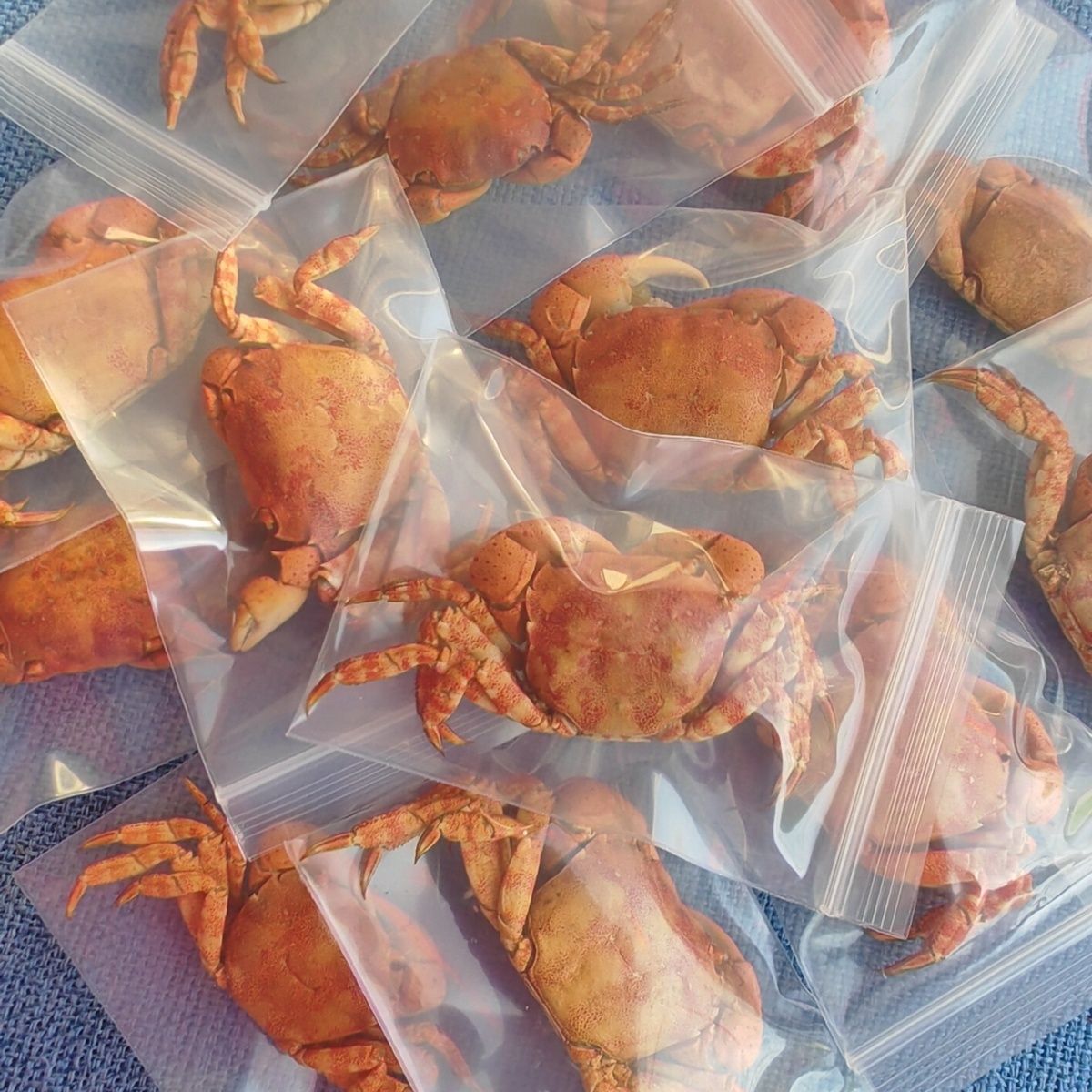 【磨牙小螃蟹】仓鼠金丝熊花枝鼠零食 磨牙补钙