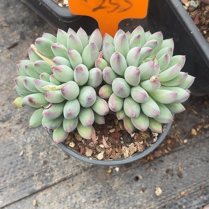 两单包邮，一物一拍255冰美人