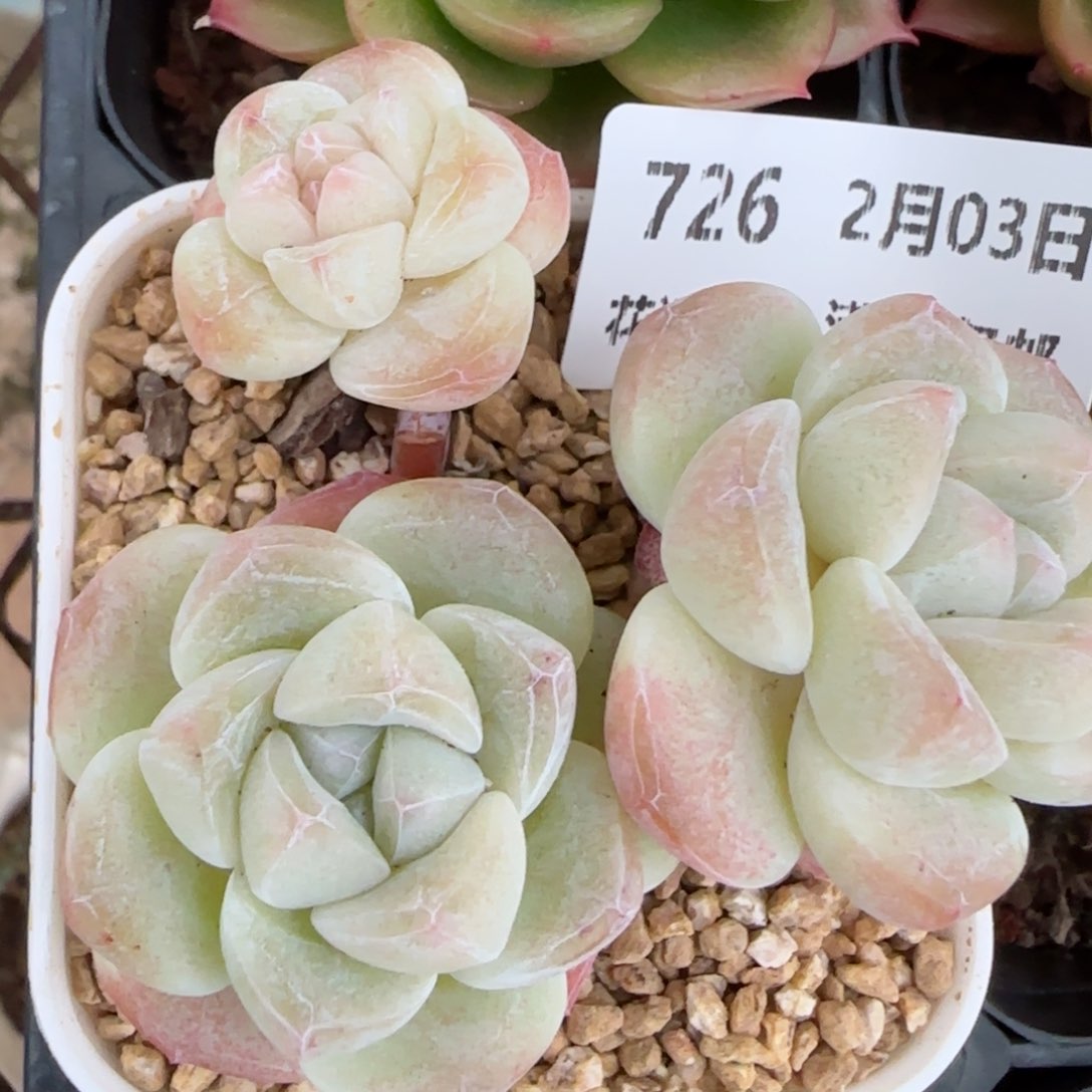 花语逸镜0203-726