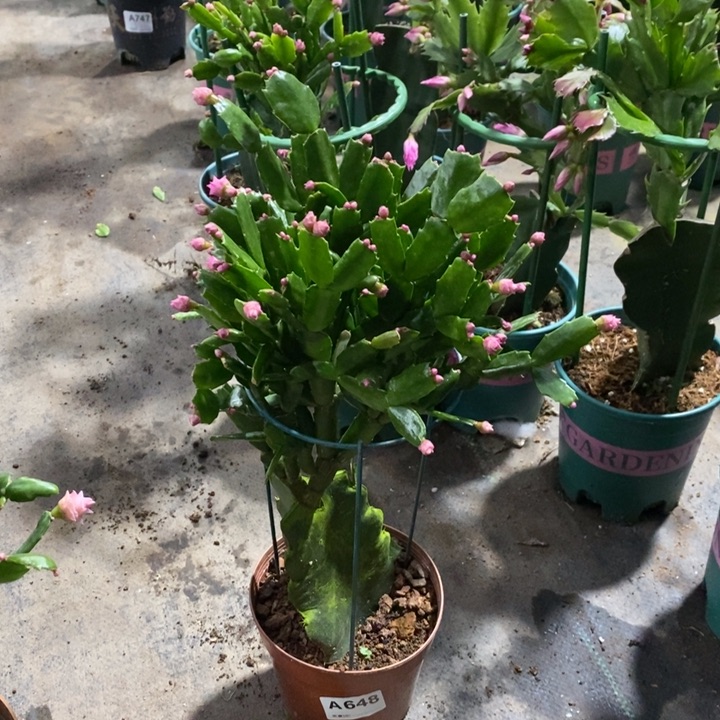 当前无花栽培后可以开花幸**人648嫁接粉玫瑰