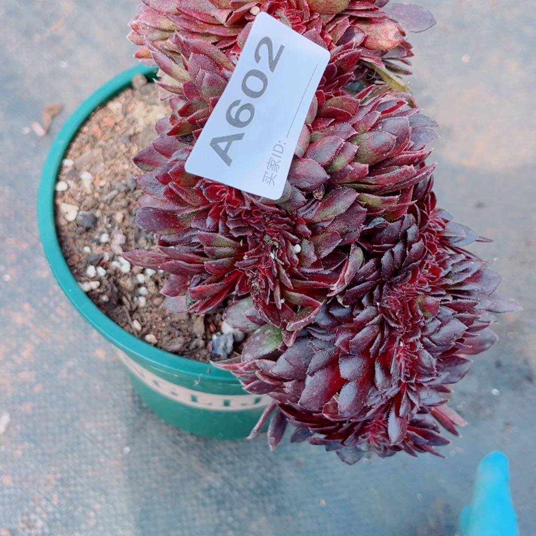 多肉植物602花花公子