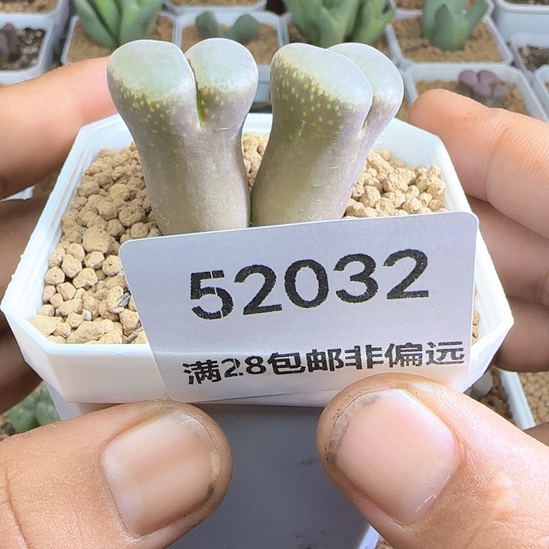 我***卡哈哈哈哈哈哈哈52032