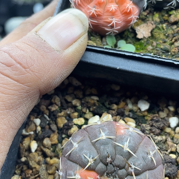 两颗锦一起包邮发货