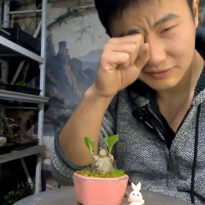 阿***花中青园艺一物一拍花41