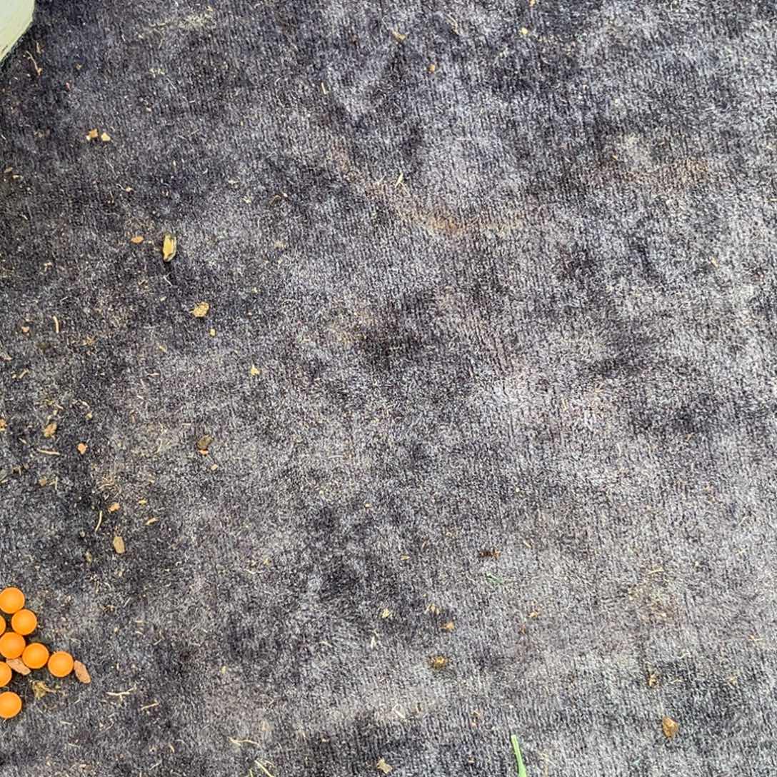 墨***星小姐姐的多肉植物群生充值