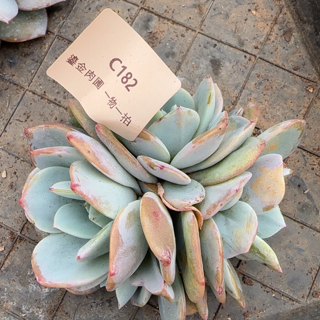 C182奶茶小4头     