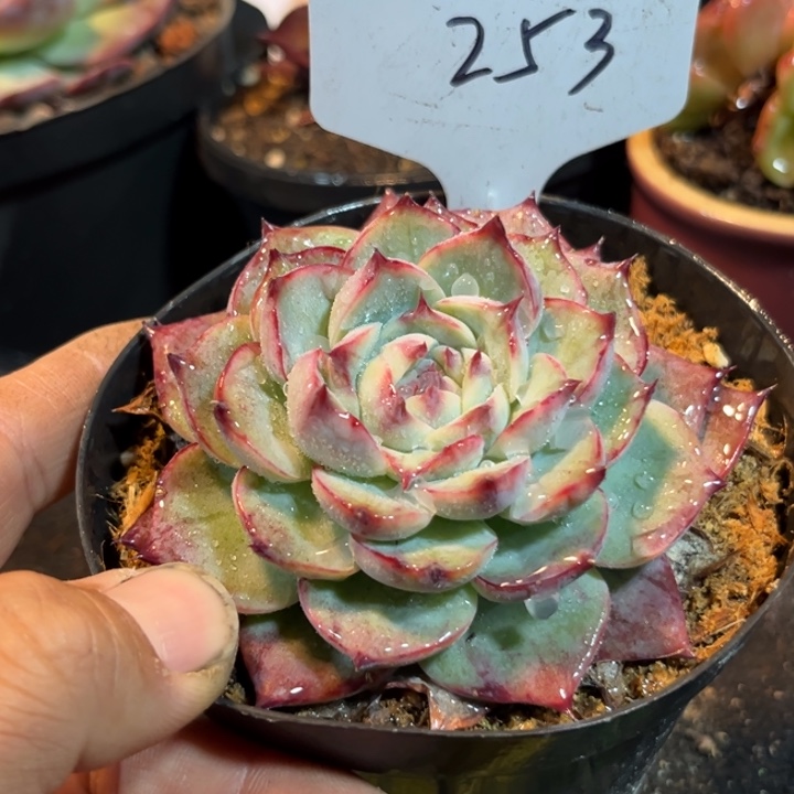 特殊惊鸿一物一拍包装收缩花旱253