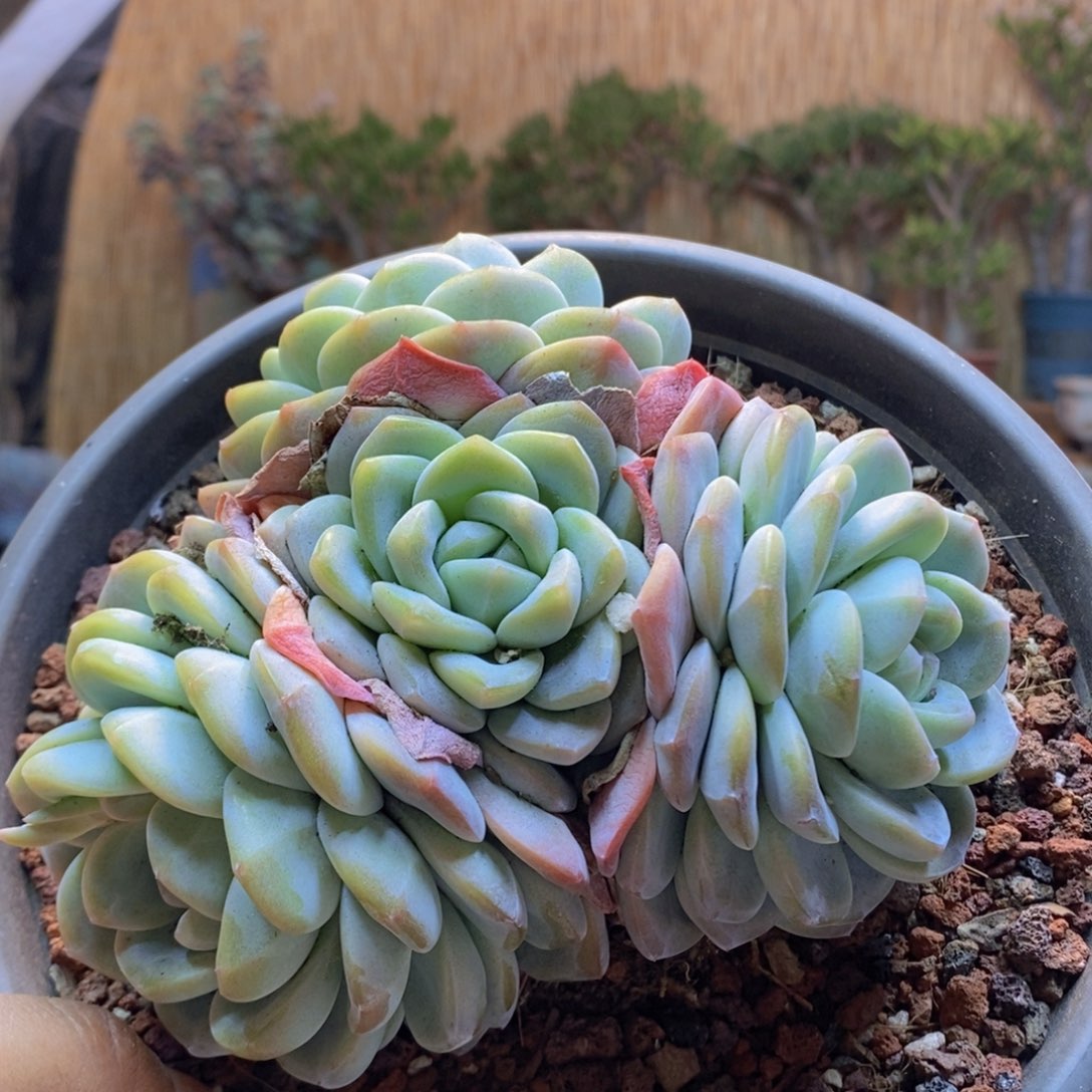 墨*D197号冰玉群生