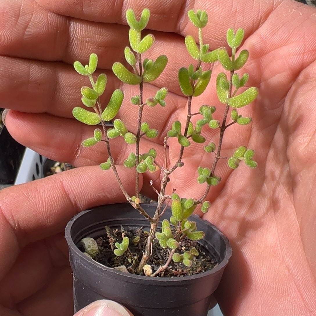 黄化锦50杯老桩福利