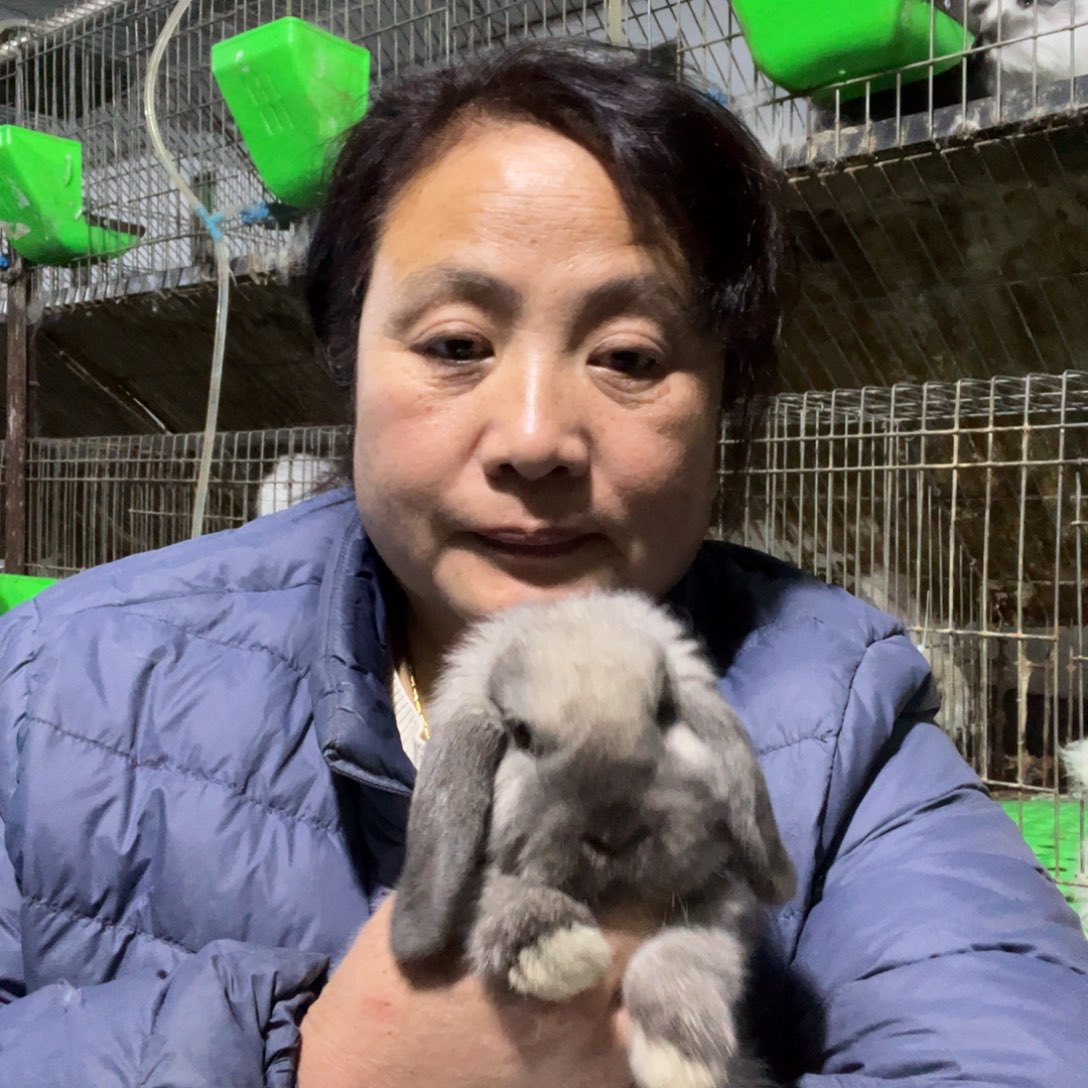 @***七宠物兔英系安哥拉兔