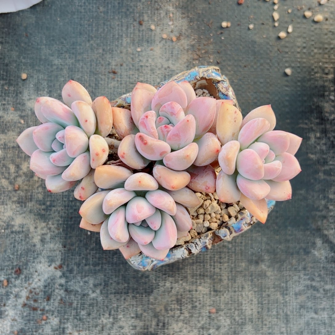 奥普自然群多肉植物