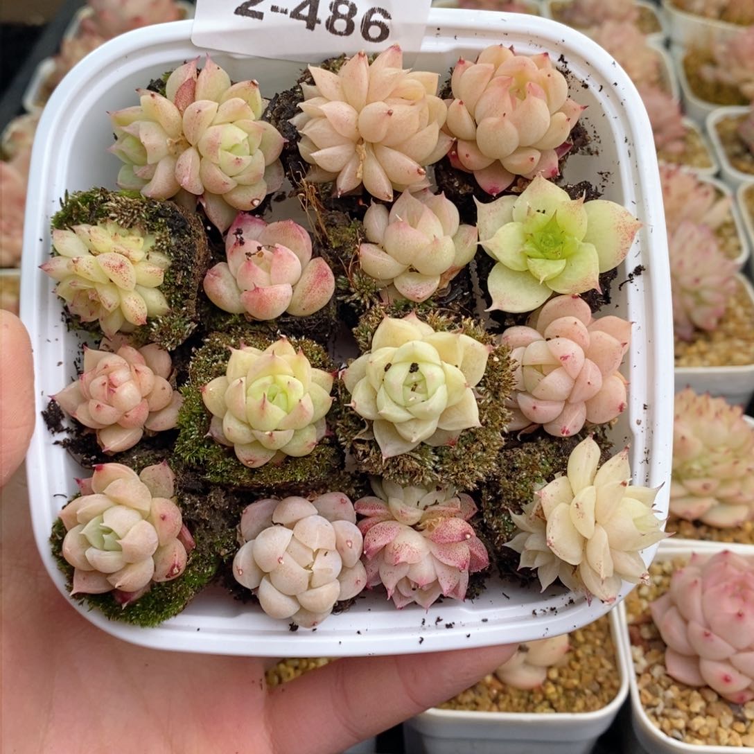 2-486 新疆西藏内蒙不发其他12.8包邮两到三公分多肉