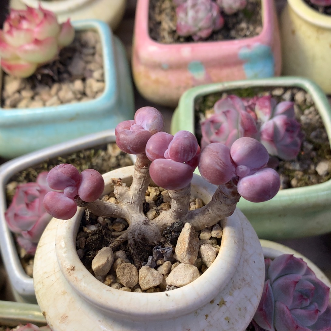 D***n桃蛋多肉   有断枝