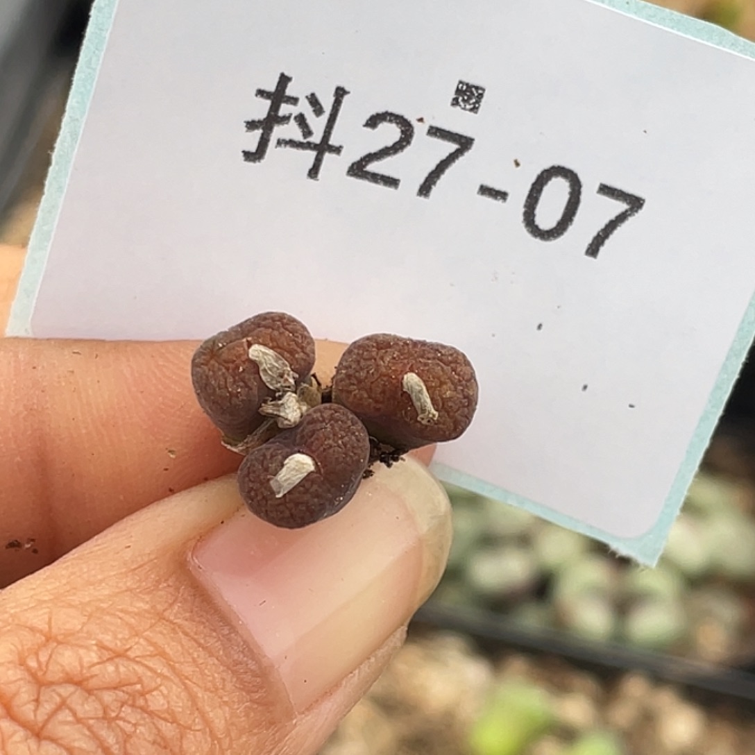 颜***玉27-7肉锥多肉植物