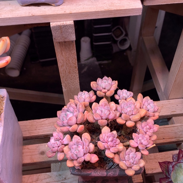 白露多肉植物z z z z