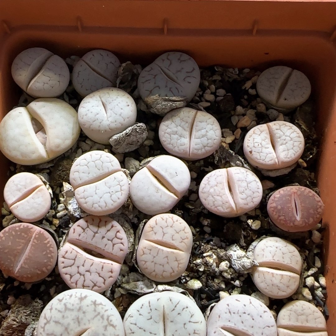 3。3。白曲清盒。量拍不挑。随机发 可带盆土。