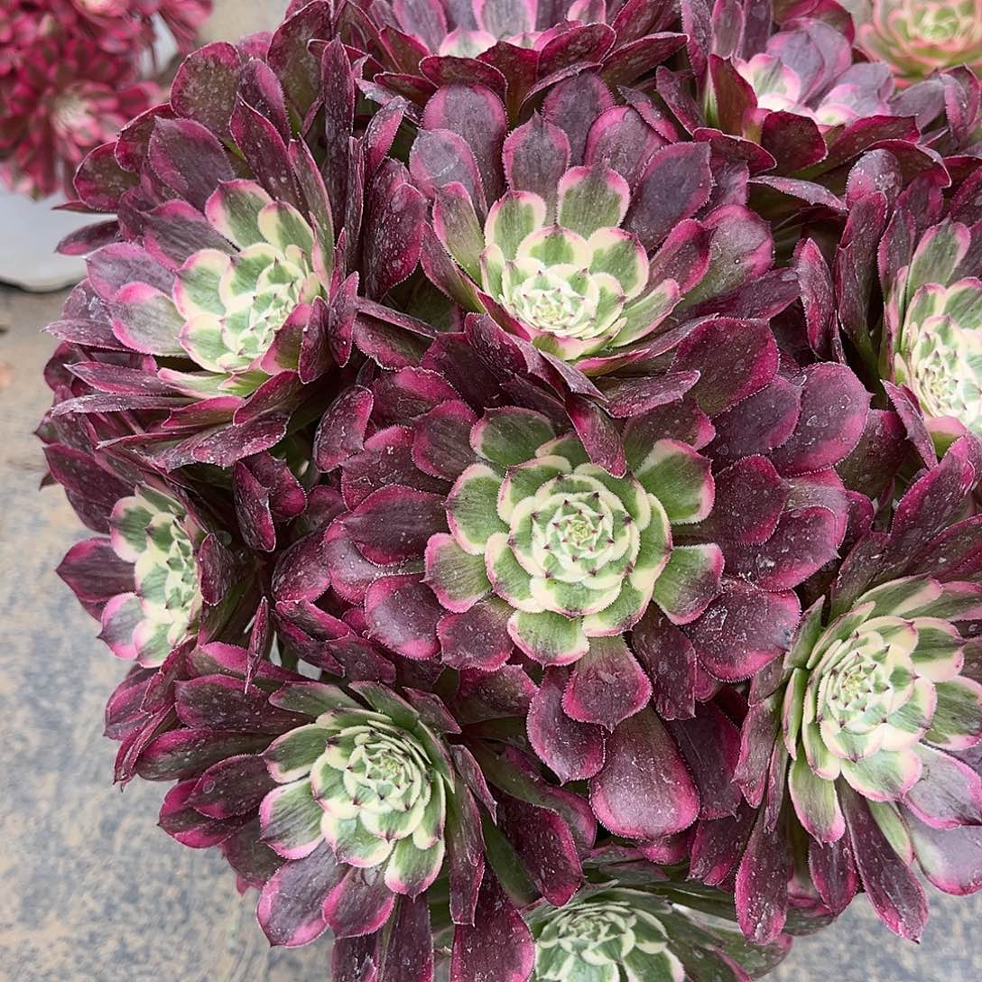 霁月法师多肉植物漂亮