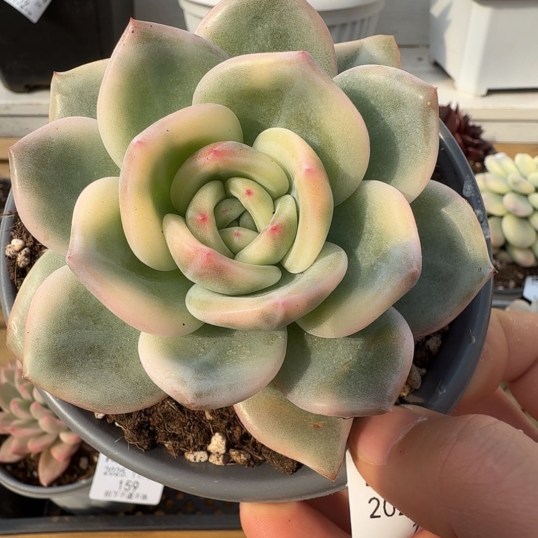 伊丽莎白锦111126-121