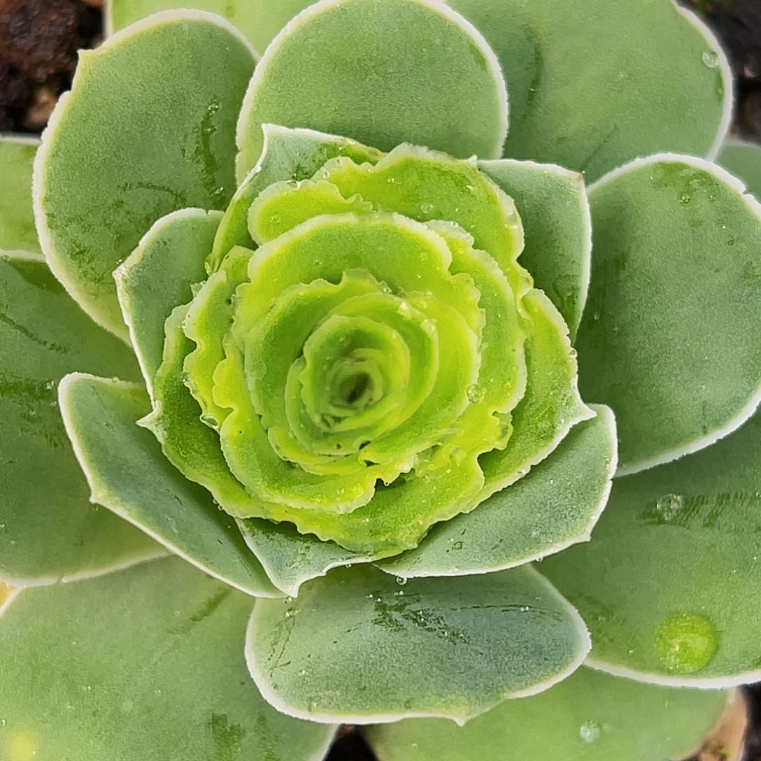 蕾丝丹吉娅 非偏远包邮 多肉