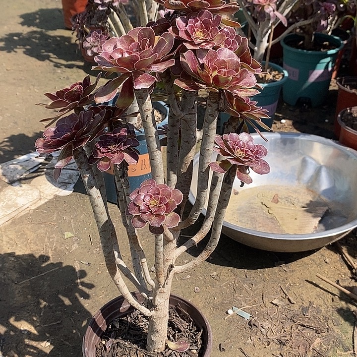 黑法5多肉植物法师法师法师