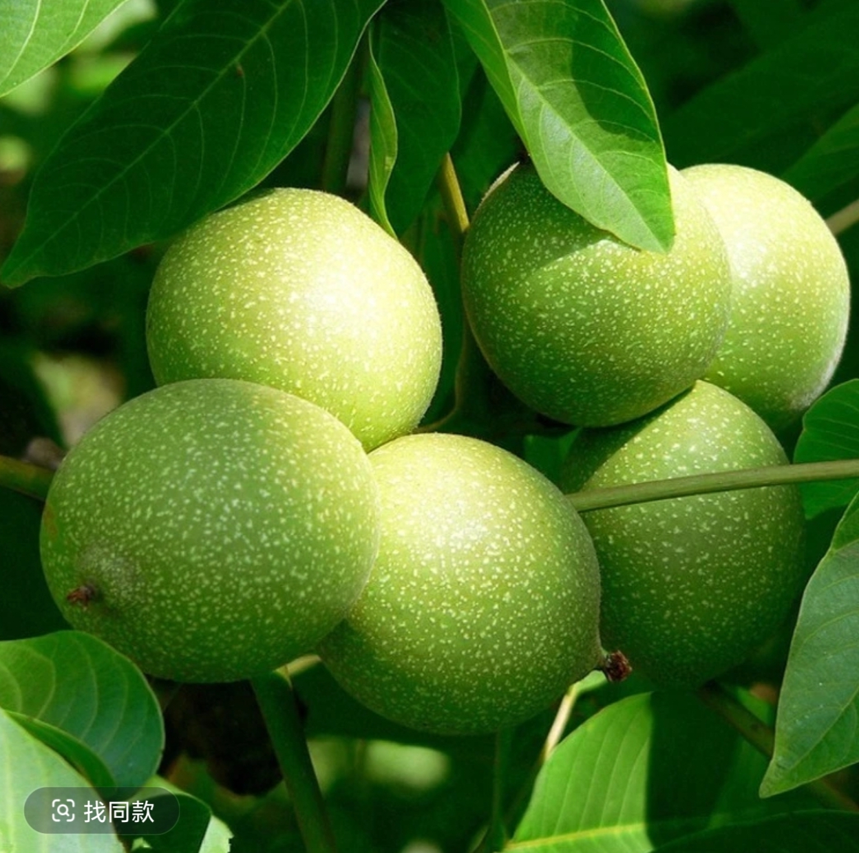 盘山，龙鼎，蛤蟆头，汉高楼