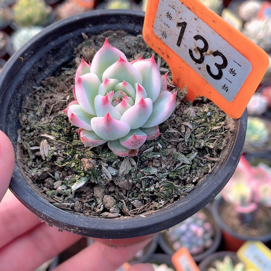 小卡啦吉娃娃133号