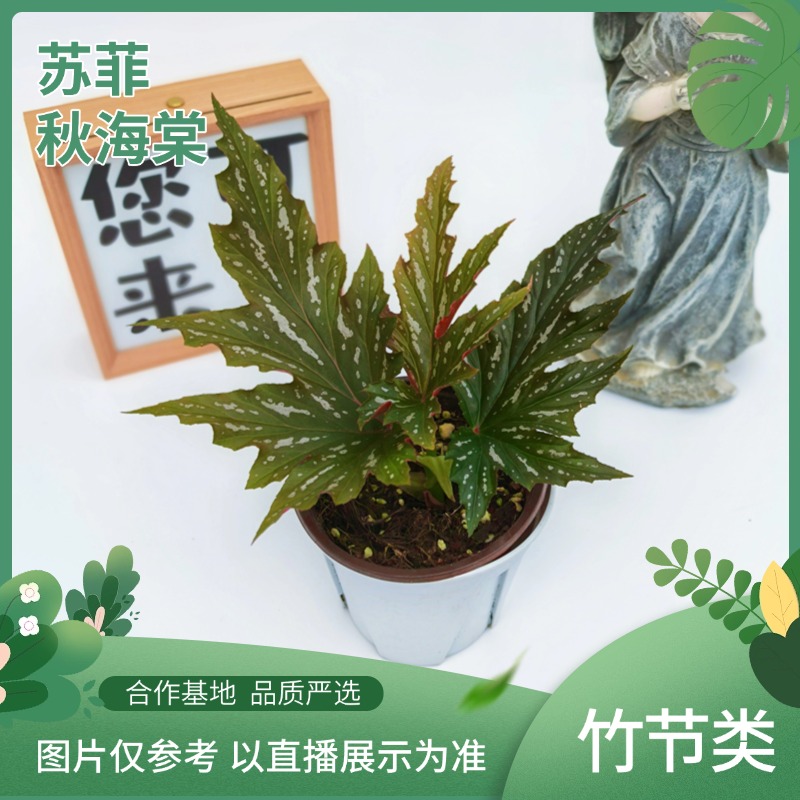 苏菲秋海棠，室内观叶植物秋海棠盆栽好养