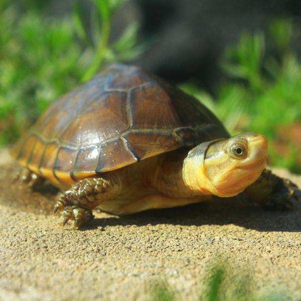 通用宠物活体链接