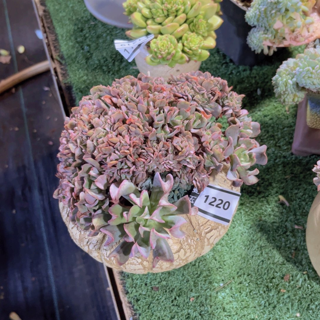 黑鹰缀多肉植物1220