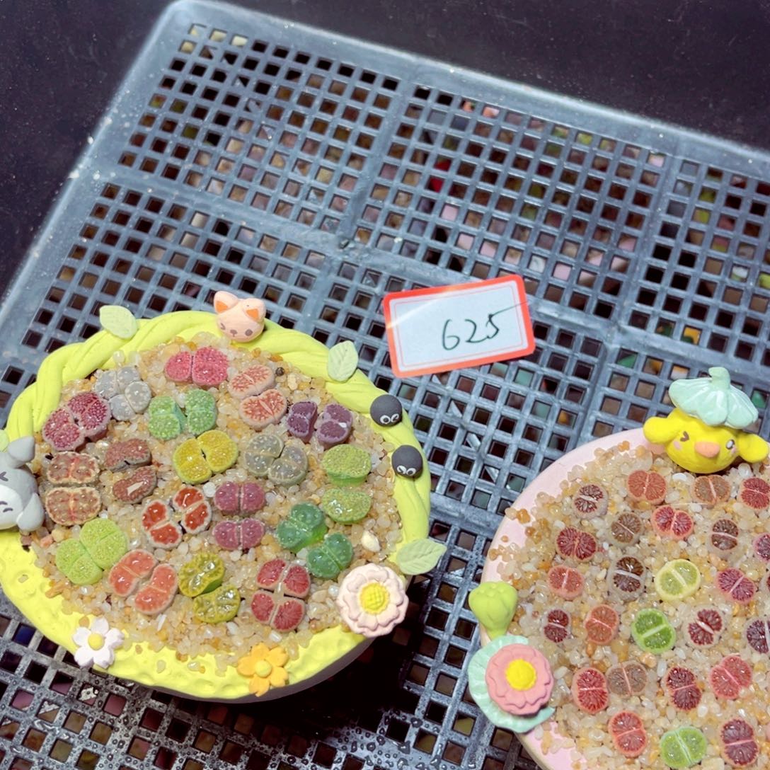 C***.625生石花带盆发1
