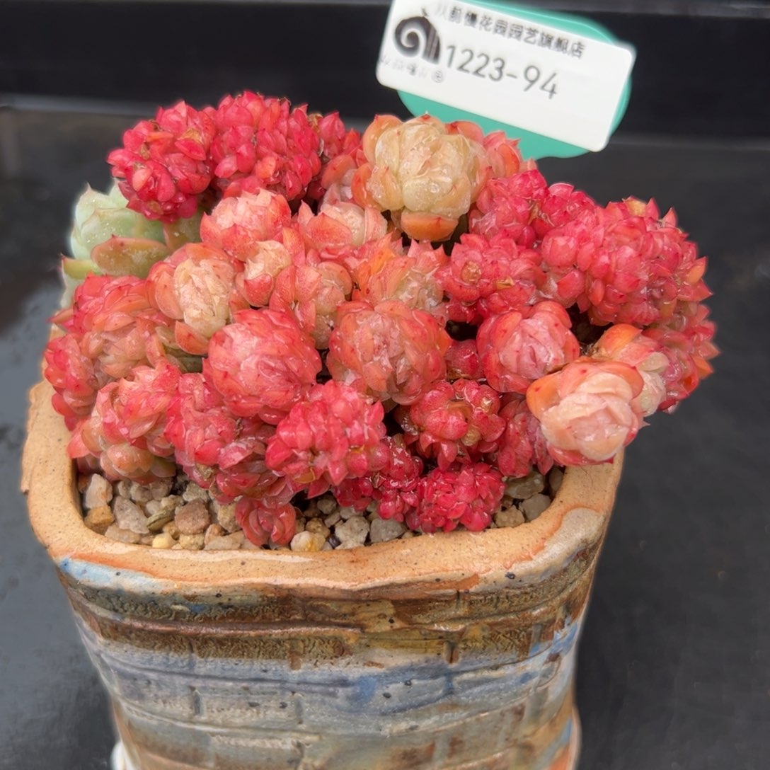 从前慢花园多肉编号1223-94