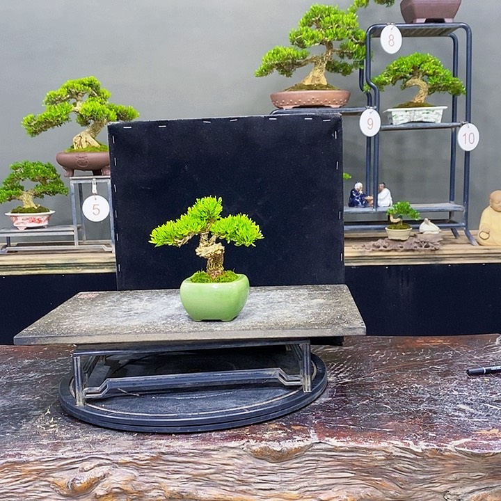 无花朵黄杨盆景四季常青不落叶