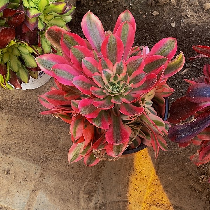 粉女巫法师111111