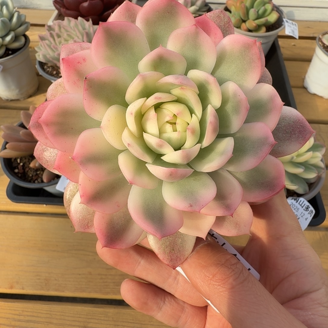 粉水晶锦1111124-185