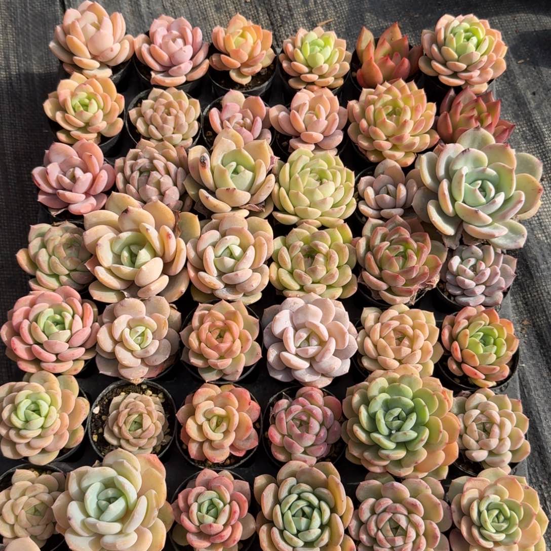 多肉杂交一物一拍13-84