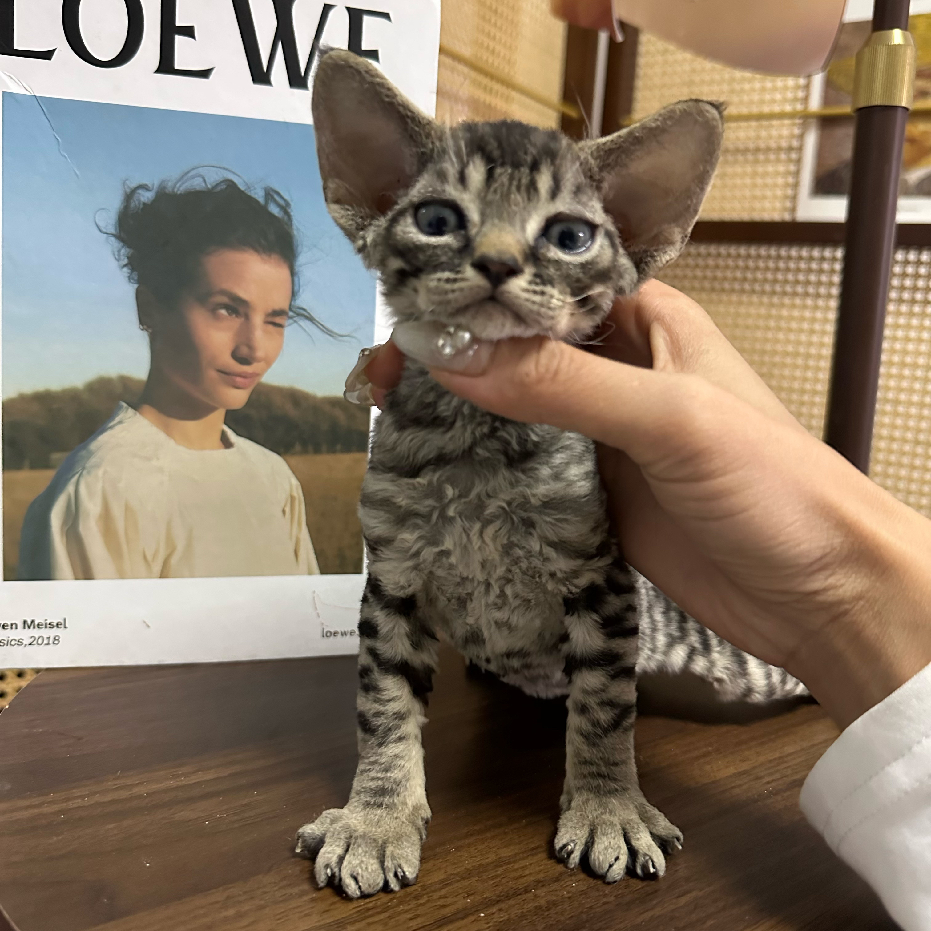 【ZF.Q德文卷毛猫】虎斑弟弟 申小豹同款，一针疫苗，生日.7.10
