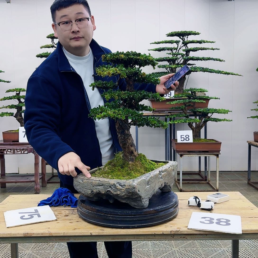 盆景罗汉松造型盆景