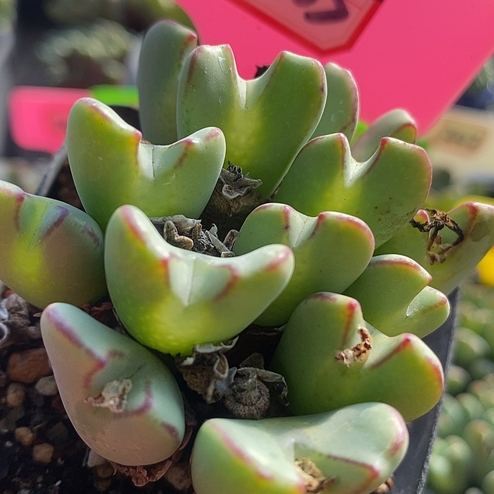 今天晚上你有安排不过来4025